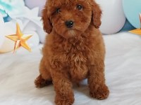 Red Brown Poodle Yavrumuz