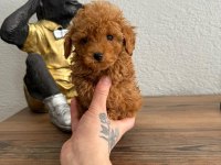 A++ Poodle Yavrularım 