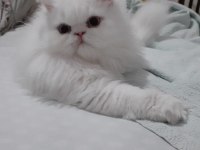 EXOTİC LONGHAİR DOLLFACE