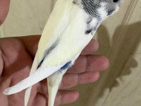 33 GÜNLÜK DİŞİ BEBEK MUHABBET KUŞU