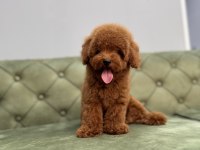 KORE RED BROWN ERKEK TOY POODLE YAVRUMUZ