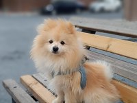 2.5 yaşında erkek pomeranian
