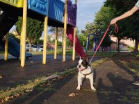 Oğlumuza eşleştirmeye güzel köpek lazım