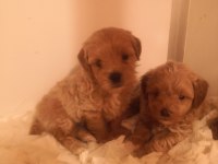 Poodle Ayarında Maltipoo Köpeklerimiz