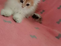 Full şecereli ny 12 dişi british longhair