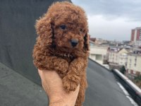 Red brown poodle yavrular