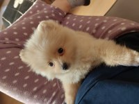 Pomeranian Boo