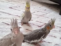 Yeme düşen sultan yavrular