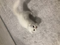 Scottish Fold Kedimiz