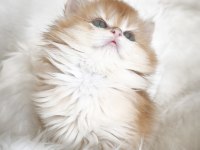 Show kalite dişi british longhair