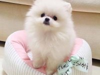 Pomeranian boo Yavru Eğitimli