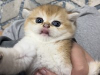 Safkan golden şecereli british shorthair kediler