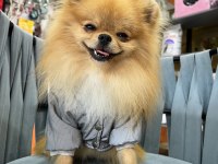 1 Yaşında Show Kalite Pomeranian Boo Gama