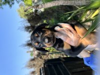 Harika Anatomi Doberman Yavrular