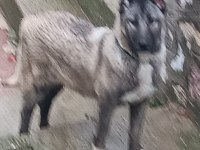Orjinal kangal cinci köpekler