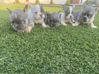 French bulldog dişi erkek yavrular