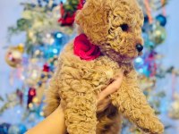 Safkan Maltipoo Bebeklerimiz
