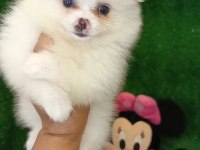 3 aylık ayı surat erkek dişi pomeranian