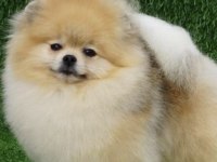 Üst kalite aşılı erkek Pomeranian 3 aylık