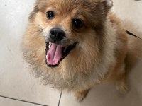 Genç pomeranian boo