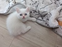 Güzel pamuk kedilerim
