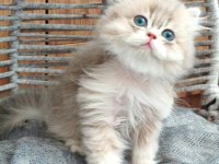 British Longhair Safkan