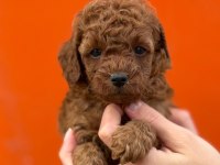 Çıtır Poodle Kurabiyelerim Yeni Yuvasını Arıyor