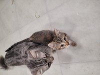 Evcil tekir hayvanlarımızı sahiplendirme