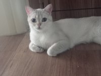 Ücretsiz sahiplendirme british shorthair