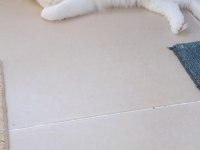 Şecereli Erkek Ragdoll Kedisi