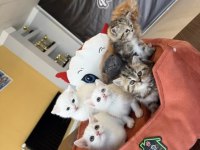 KEDİCİDEN BRITIS LONGHAIR NS1133 ÖZEL IRK YAVRULAR ANK