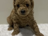 Irk garantili tam toy poodle yavrular dişi erkek