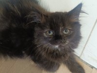 3 Aylık British Shorthair Yavrularımız Yuvasını Arıyor