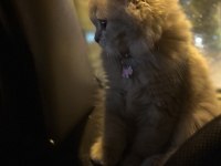 British longhair 6 aylık