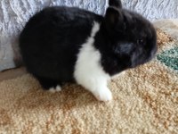 Netherland Dwarf Hollanda Cücesi Tavşan