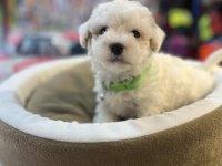 BİBLO GÜZELLİĞİNDE TEACUP MALTİPOO
