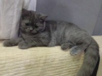 Dişi 4.5 aylık british shorthair