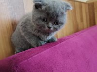 Son 3 Yavru Kedimiz Yeni Yuvasına Gitmeye Hazır