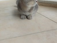 Tamamen takip şartlı british shorthair
