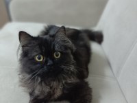 BRİTİSH SHORTHAİR KEDİM