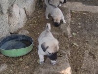 KANGAL SİVASTAN ALINIR KALİTE AYI BOĞANLAR