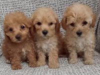 POODLE OZELLIKLERINE SAHİP
