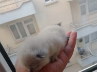 British shorthair bebeklerimiz yeni sahibini bekliyor