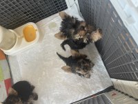 Safkan yorkshire terrier yavrular