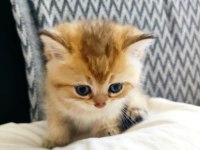 Safkan orjinal british shorthair yavrular