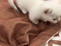 CÜCE KEDİMİZ MUNCHKİN
