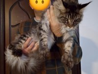 Maine Coon Kediler