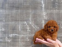 Toy Poodle Yavruları
