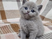 Minnak British Shorthair Yavrular