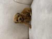 Kore Kan Teacup Maltipoo 